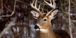 Geyik kazalarını önleyecek buluşa ödül