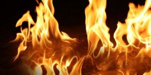 3 yangın; 5 bin ağaç yandı, 280 hayvan telef oldu