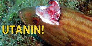 Deniz altında vahşet!