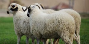 Kurban Bayramı Perşembe günü başlıyor