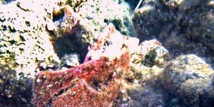 Antik buluntulara rastlandı