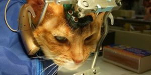 Hayvanlar üzerinde deneye tepki