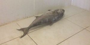 LTB 100 kilo balığı müsadere etti