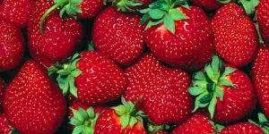 8. Çilek Festivali yarın başlıyor