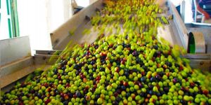 Zeytin yüzleri güldürdü