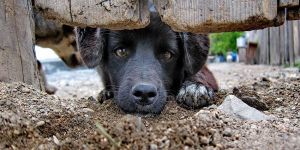  Kaçak etler hayvan barınağına