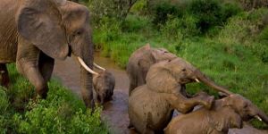 Güney Afrikada bu yıl 19 fil öldürüldü