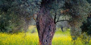 Anıt zeytin ağaçlarına doğa yürüyüşü yapılıyor