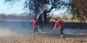 Ağaç ve kamışlıklar yandı