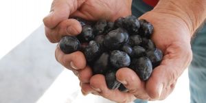 Şimdi zeytin zamanı…