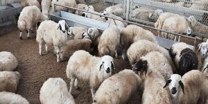 Hayvancılara faizsiz yemlik arpa kredisi