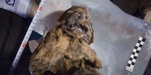 12 bin yıllık mağara aslanı bulundu