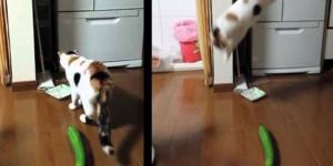 Kediler salatalıktan niye korkar?