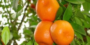 8.7 MİLYON GELİR DESTEĞİ