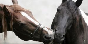 At eşcinsel olduğu gerekçesiyle idam edildi!