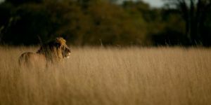 Fransa aslan avı ticaretini yasaklıyor