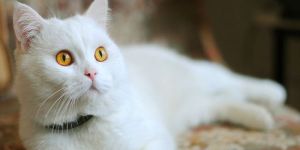 230 bin euroluk evini sokak kedilerine miras bıraktı