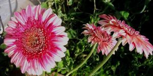 Fotoğraflar sergilendi