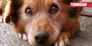 Köpekler empati kurabiliyor