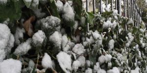 Yağmur ve don bekleniyor