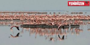 Larnaka, yeni yılı flamingo sürüsü ile karşıladı