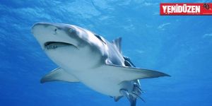 Köpek balığı akvaryum hayatına 3 gün dayanabildi