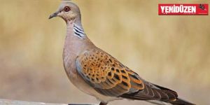 Birinci İnce Av Mevsimi  başladı.