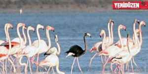 Kıbrısta siyah bir flamingo görüldü