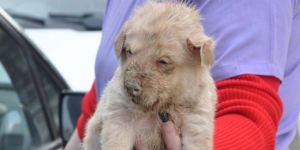 Kuyuda düşen köpek yavrusunu itfaiye kurtardı