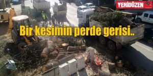 Lefkoşa’daki iki ağaç!