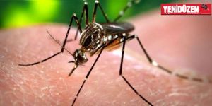 Zika virüsü için acil durum ilan edildi