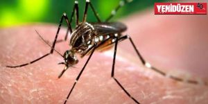 Zika virüsü cinsel yolla da bulaşıyor