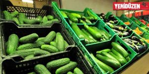 En büyük artış salatalıkta!