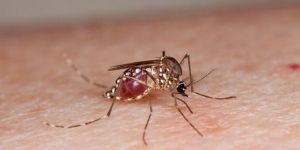 “ÜLKEMİZDE AEDES CİNSİ SİVRİSİNEK YOK”