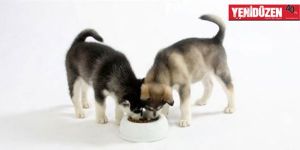 Köpek, tanıdığı köpeğe torpil yapıyor