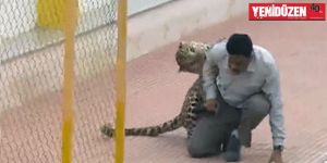 Okulda leopar paniği