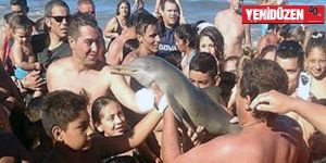 Turistler yavru yunusu selfie uğruna öldürdü