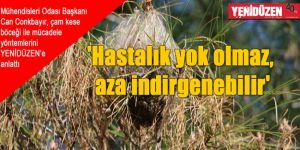 Çam kese böceği ile mücadele…