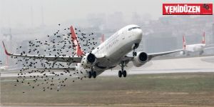 THY uçağı Ercanda kuş sürüsüne çarptı