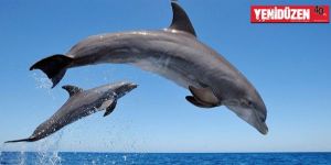 Rusya ordusu yunus alacak