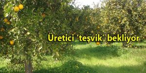 Narenciyede eylem uyarısı