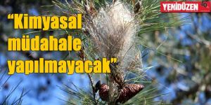 ORMAN DAİRESİnden Çam Kese açıklaması