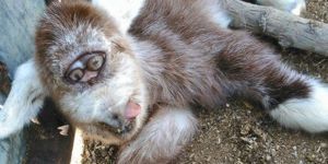 Tek gözyuvasında iki gözlü oğlak!..