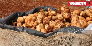 Patateslerin  iç piyasada tüketilmesinde sakınca yok