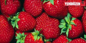 Yeşilırmak’ta ‘Çilek Festivali’ zamanı