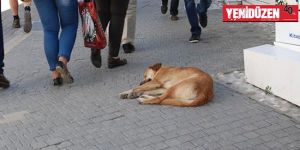 Sokak köpekleri kısırlaştırılıyor