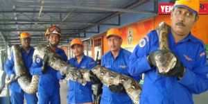 Malezyada yakalanan dünyanın en uzun yılanı öldü