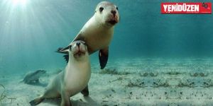 Baf sahilinde fok görüldü