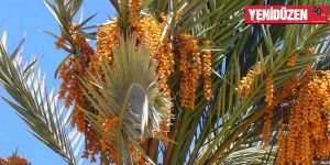 Lefke “Bir Hurma da Sen Kurtar” projesi başlattı