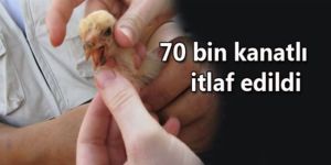 Yalancı Veba paniği